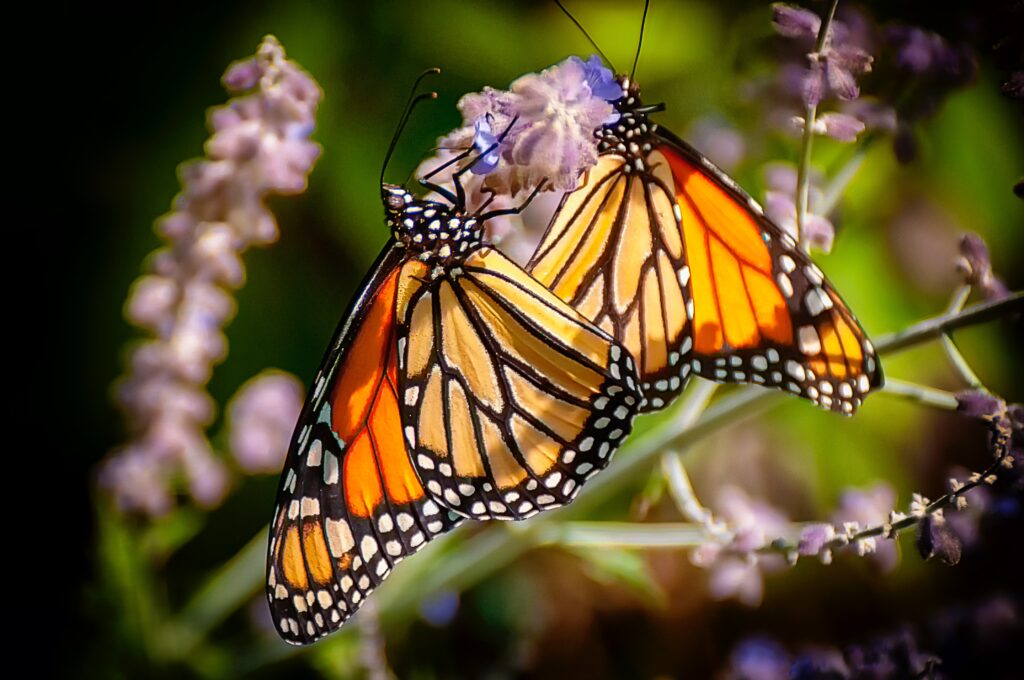 Goleta Butterfly Grove: A Beautiful Destination for Nature Lovers