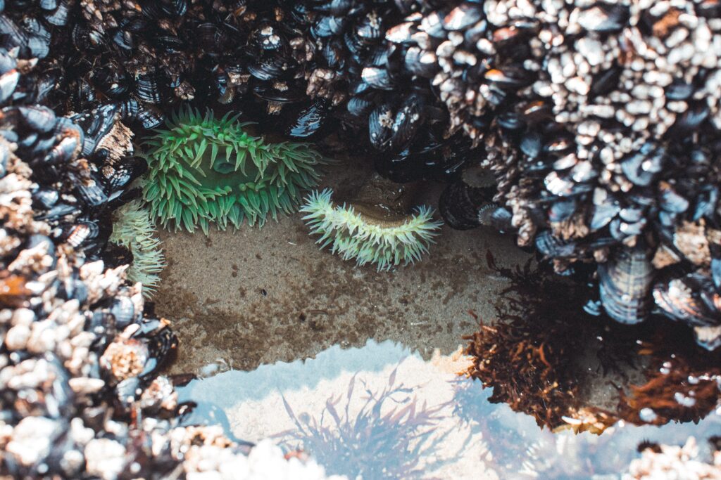 Tide Pools in Southern California: Exploring the Fascinating Marine Life