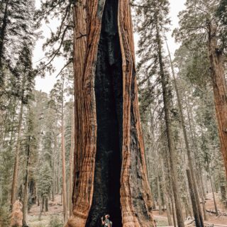 Explore Sequoia and Kings Canyon National Parks: Top Things to Do in the National Parks