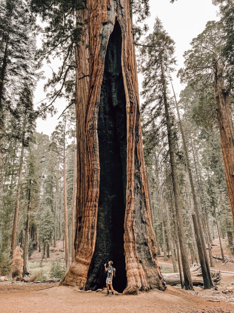 Explore Sequoia and Kings Canyon National Parks: Top Things to Do in the National Parks