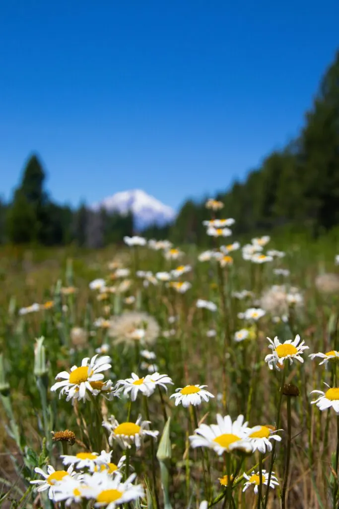 The Best Things to Do in Mount Shasta: A Guide to Outdoor Adventures and Local Attractions