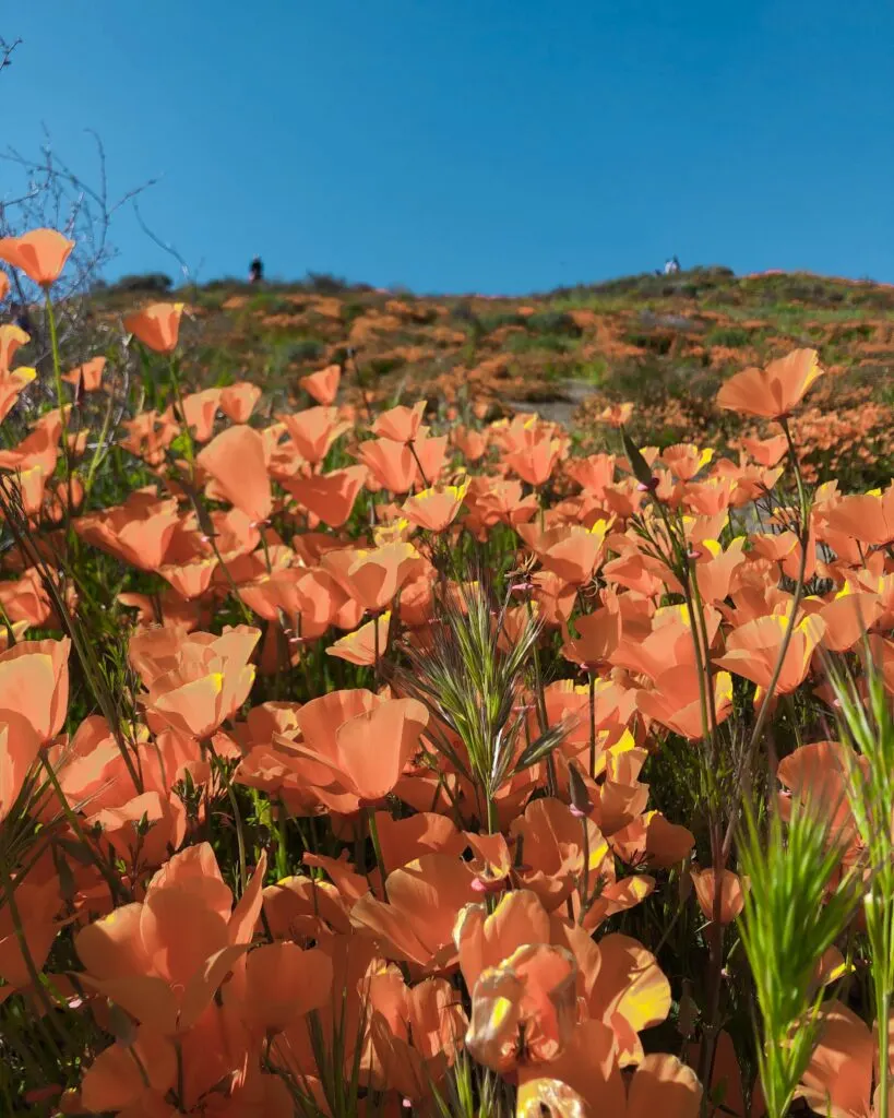 Must See California Flower Fields: A Colorful Paradise in the Golden State