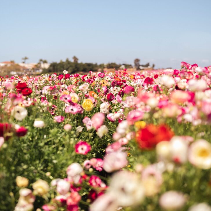 Must See California Flower Fields: A Colorful Paradise in the Golden State
