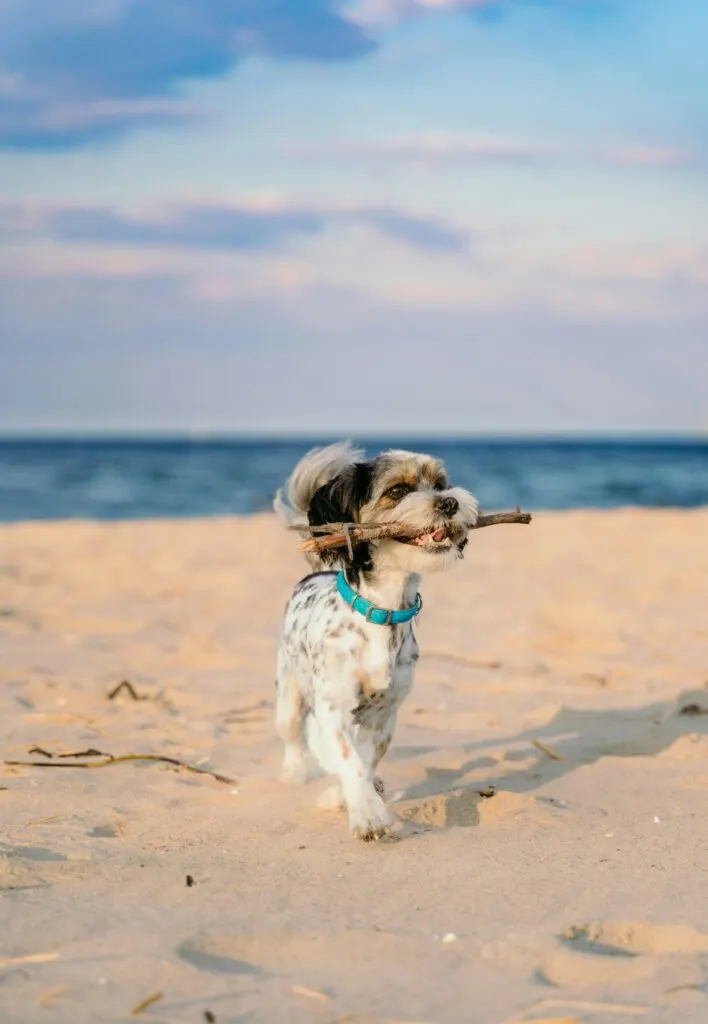 Dog Friendly Beaches in Northern California: Your Ultimate Guide