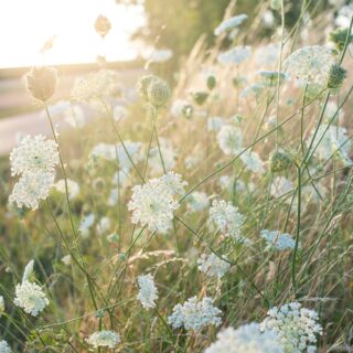 Wildflowers in California: A Guide to the State's Colorful Blooms