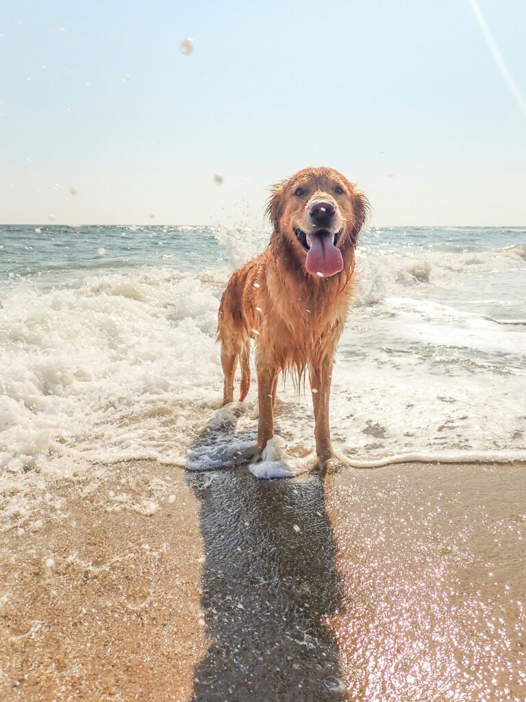 Dog Friendly Beaches in Northern California: Your Ultimate Guide