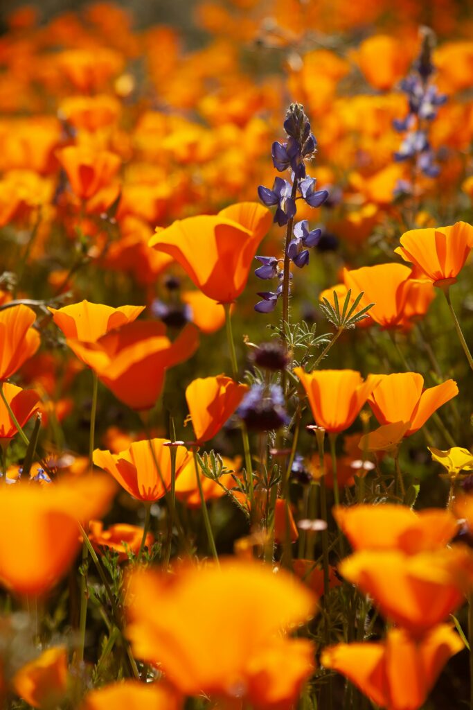 Wildflowers in California: A Guide to the State's Colorful Blooms