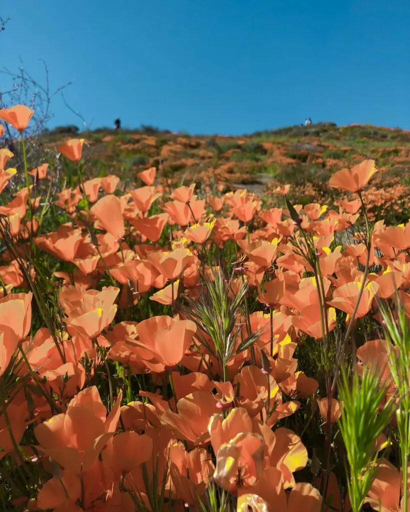 Wildflowers in California: A Guide to the State's Colorful Blooms
