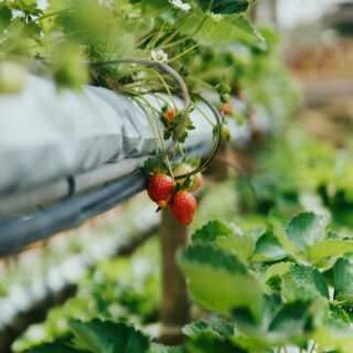 Strawberry Festival California: A Sweet Celebration You Can't Miss