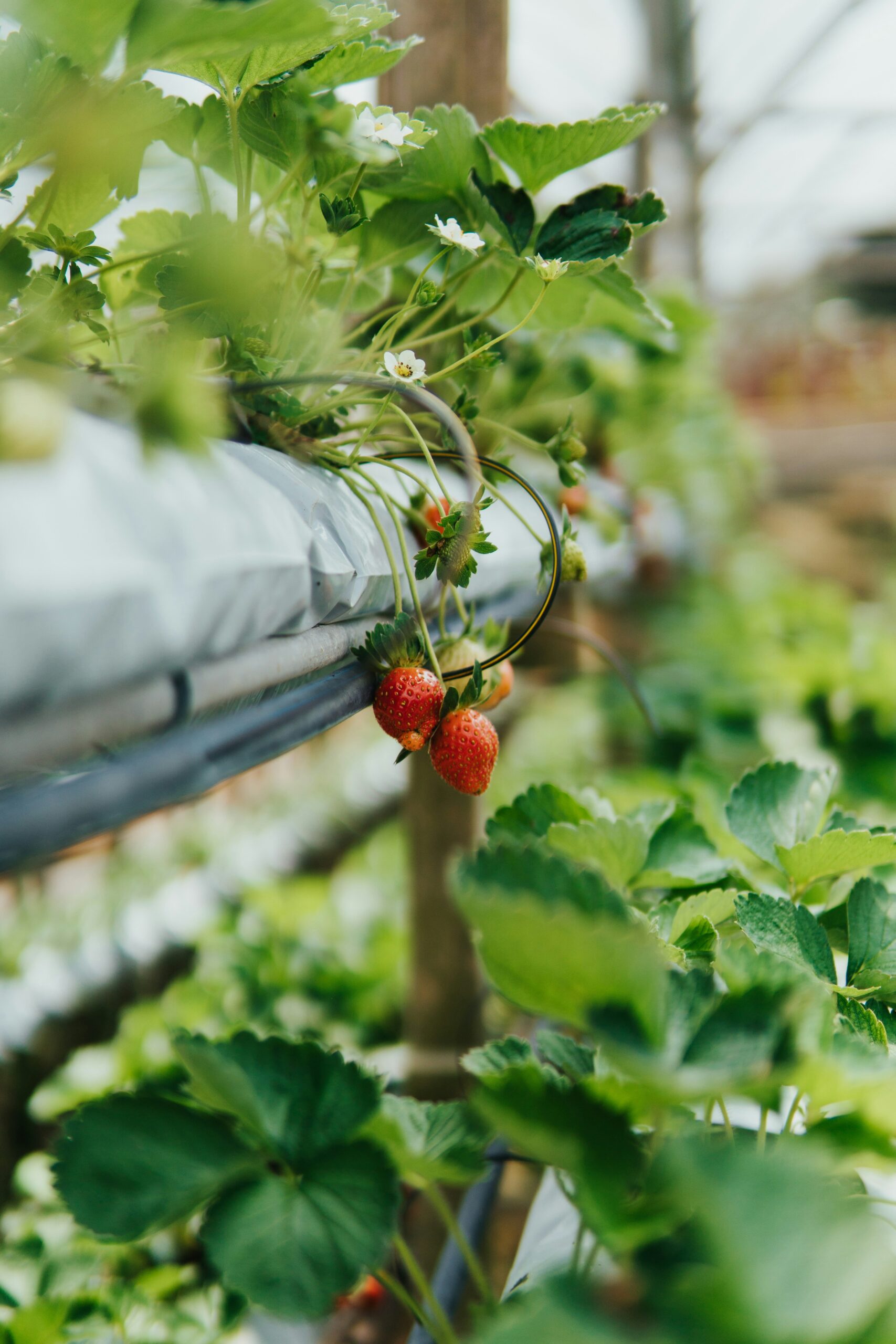 Strawberry Festival California: A Sweet Celebration You Can't Miss