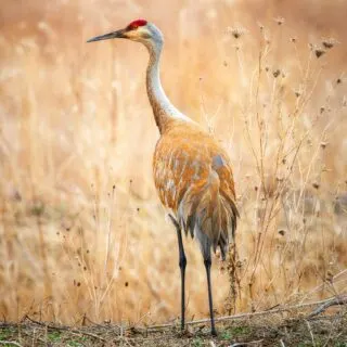 California's Newest State Park: A Haven for Nature Lovers