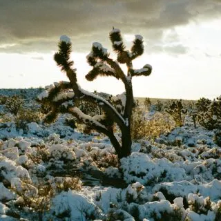 Visit Mojave National Preserve: A Guide to Desert Adventures