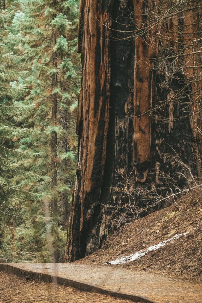 Three Rivers California: Gateway to Sequoia National Park