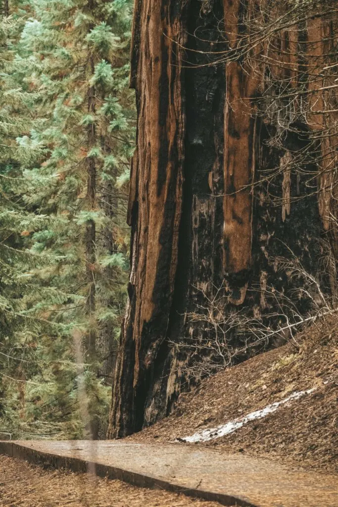 Three Rivers California: Gateway to Sequoia National Park