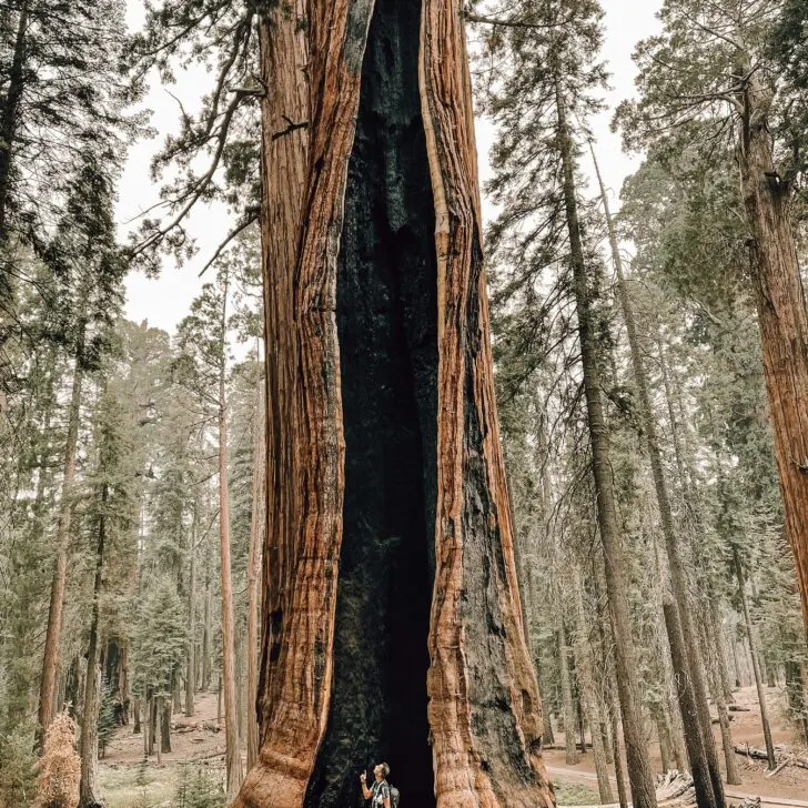 Three Rivers California: Gateway to Sequoia National Park