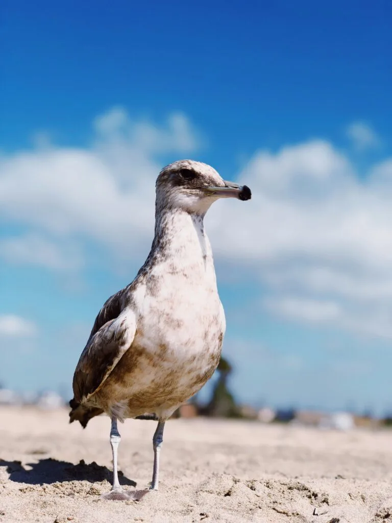 Seal Beach, California: A Hidden Gem for Sun-Lovers and Surfers