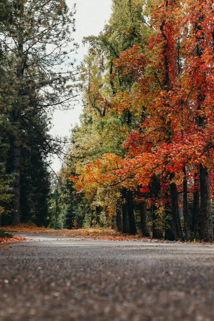 Beautiful Fall Destinations in Northern California: Cozy Getaways for Autumn Lovers