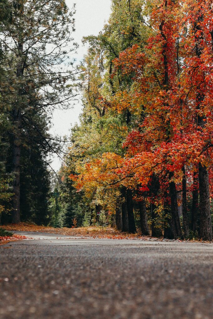 California's Fall Foliage: A Colorful Autumn Adventure