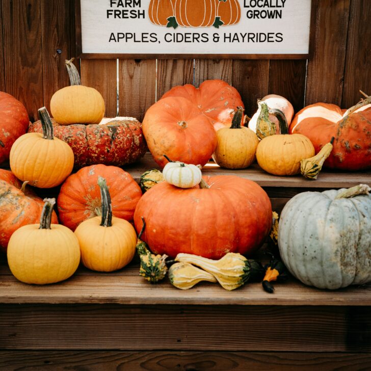 Best Pumpkin Patches in Southern California: Fall Fun for Everyone