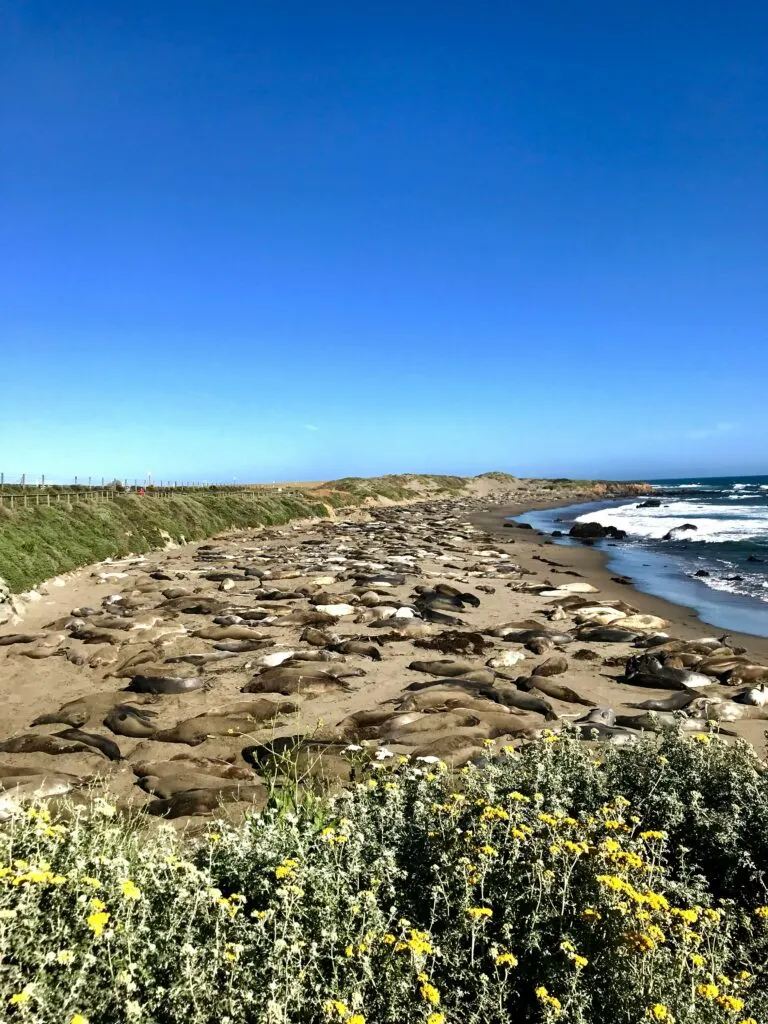 Scenic Boardwalks to Visit in California: Coastal Gems for Nature Lovers