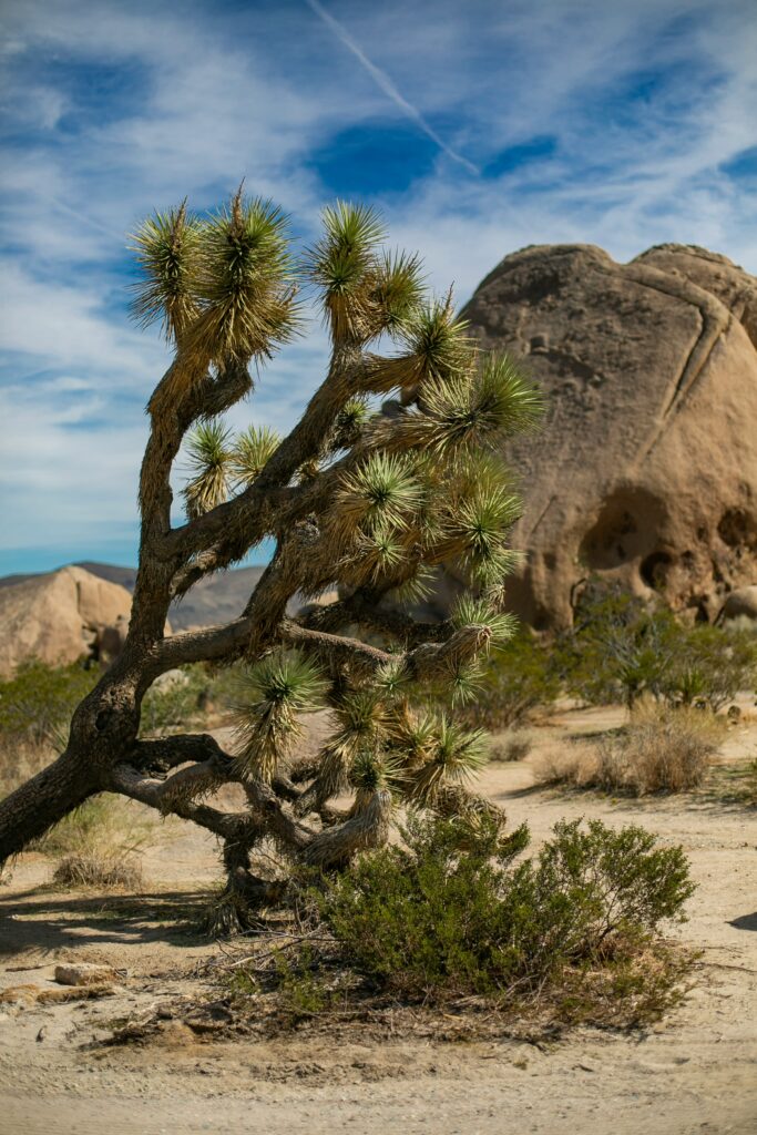 Visiting the Salton Sea: A Unique Desert Adventure Awaits