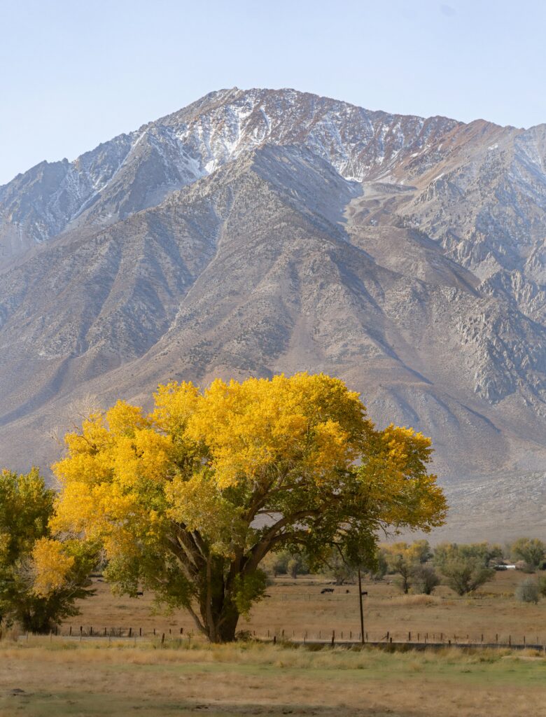 California's Fall Foliage: A Colorful Autumn Adventure