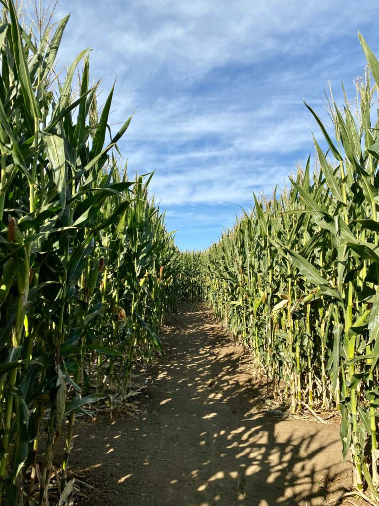 Best Pumpkin Patches in Southern California: Fall Fun for Everyone