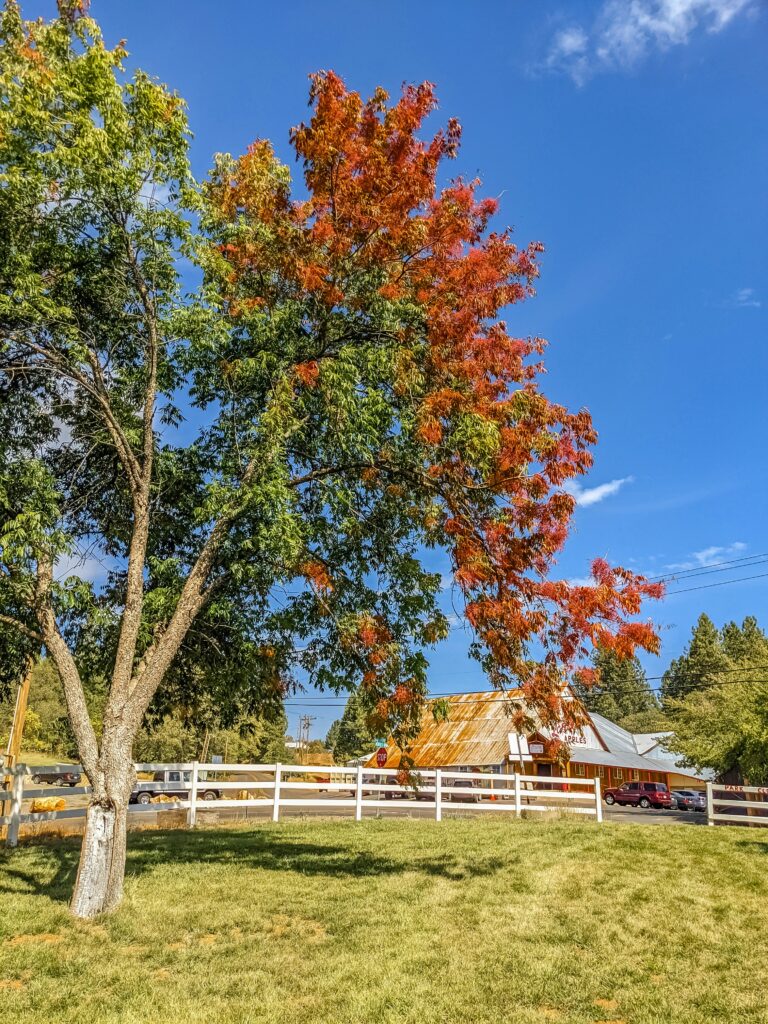 California's Fall Foliage: A Colorful Autumn Adventure