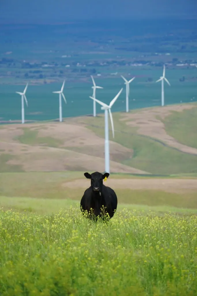 Secrets of the Abandoned Windmills California: Hidden History in the Desert Breeze