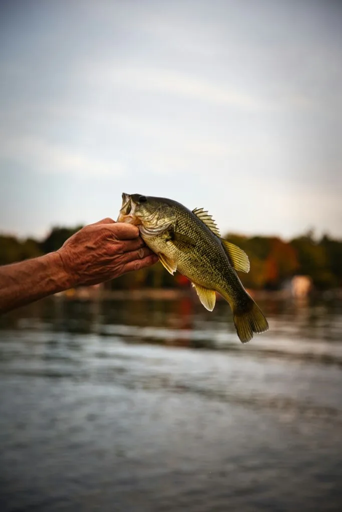 Fishing Lakes in Southern California: Top Spots for a Fun Family Outing