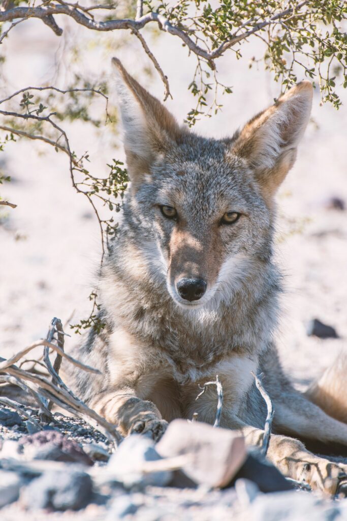 Local's Guide to Visiting the National Parks in California: Hidden Gems and Must-See Spots