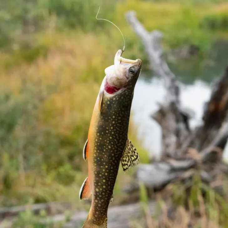 Fishing Lakes in Southern California: Top Spots for a Fun Family Outing