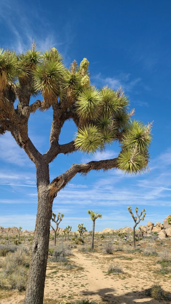 How Many National Parks in California: A Quick Guide to the Golden State's Natural Treasures