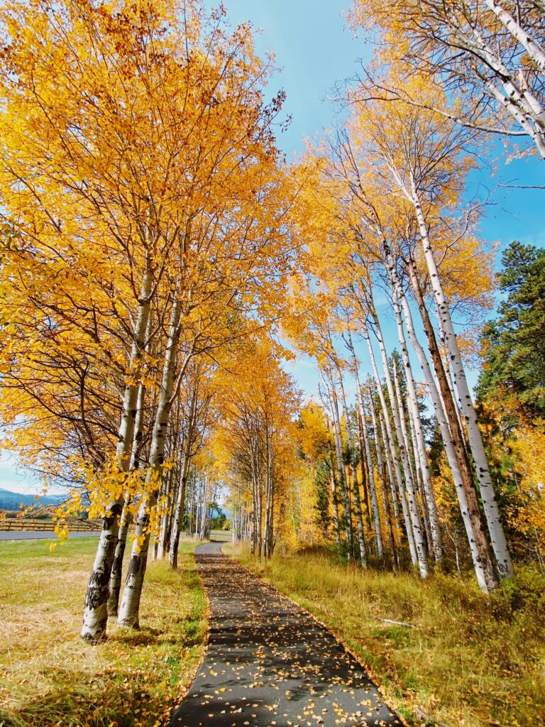 California Fall Color Map: Your Guide to Autumn's Best Spots