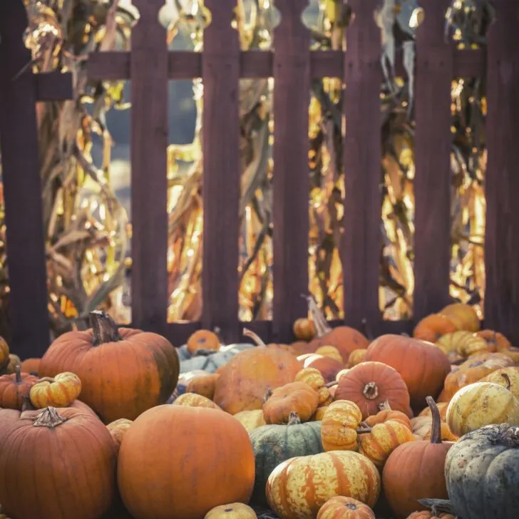 Things to Do in Southern California This Fall: Fun Autumn Adventures for Everyone