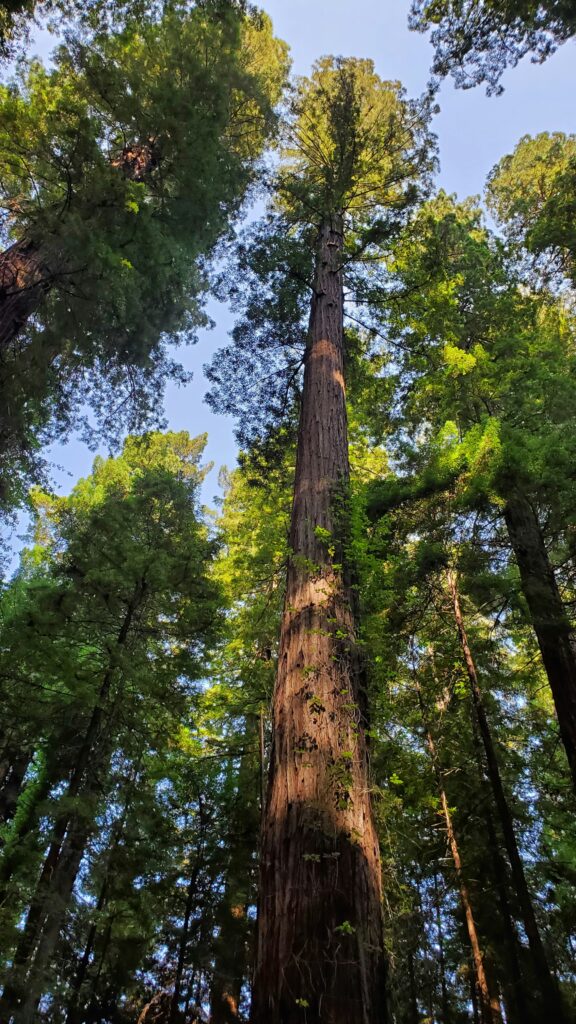 Big Sur Camping: Unforgettable Coastal Adventures Await