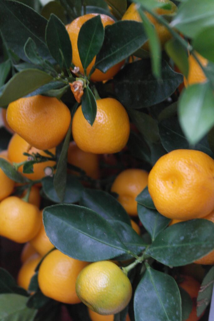 Orange Season California: A Sunny Delight for Fruit Lovers