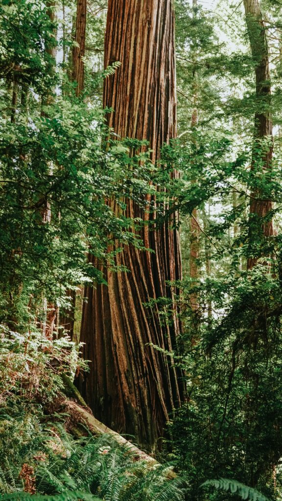 Amazing Places to See Redwoods in California: Towering Giants Await