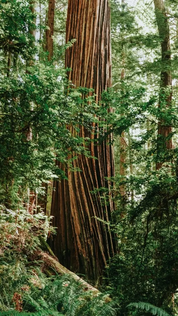 Amazing Places to See Redwoods in California: Towering Giants Await