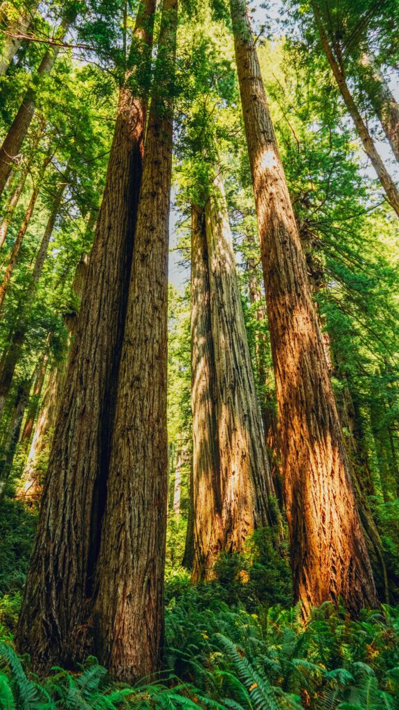 Amazing Places to See Redwoods in California: Towering Giants Await