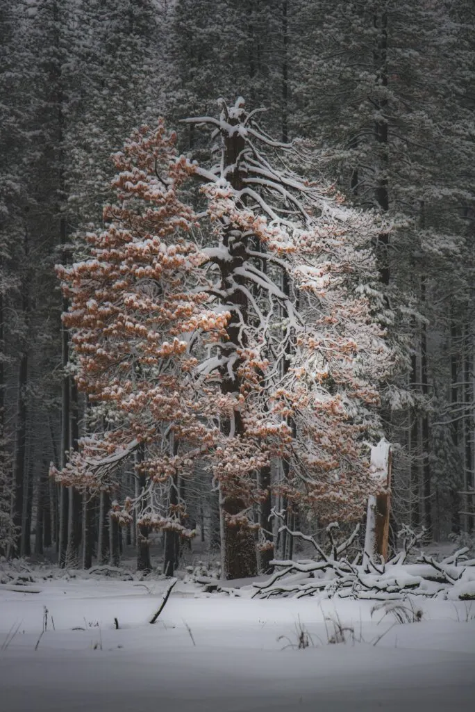 Yosemite National Park Winter Road Conditions: What to Know Before You Go