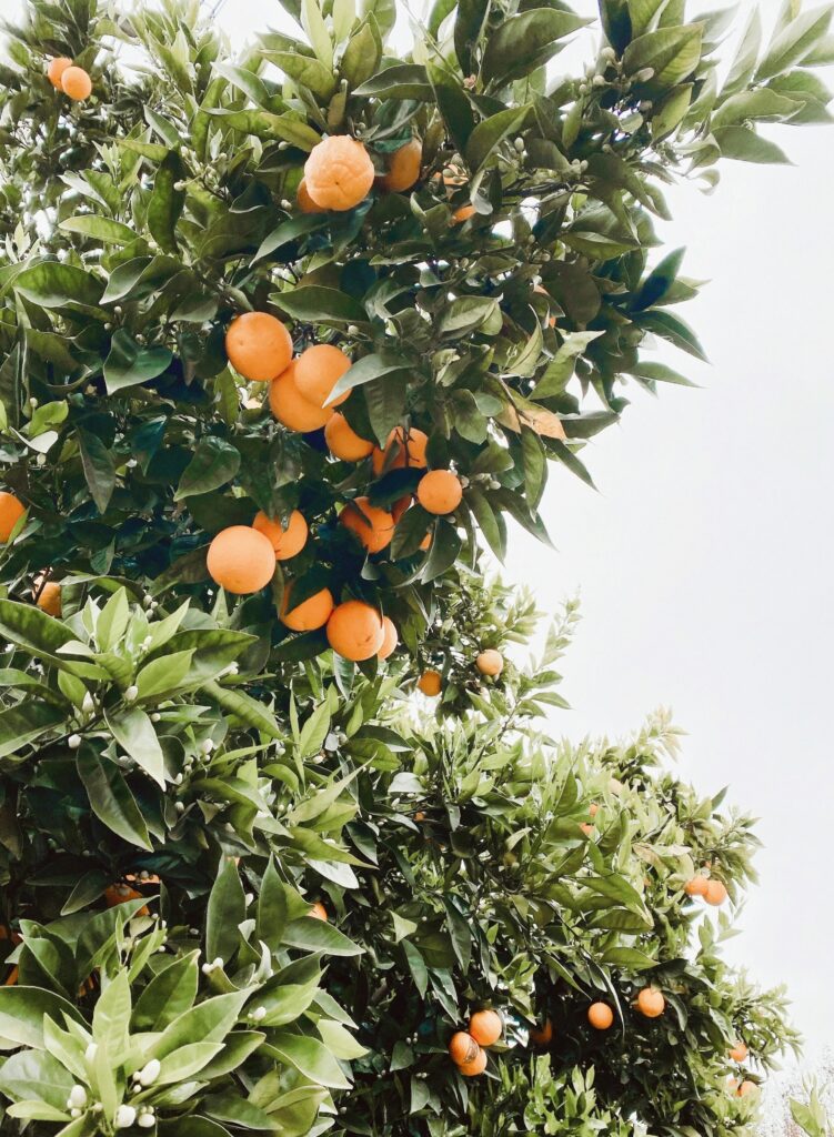 Orange Season California: A Sunny Delight for Fruit Lovers