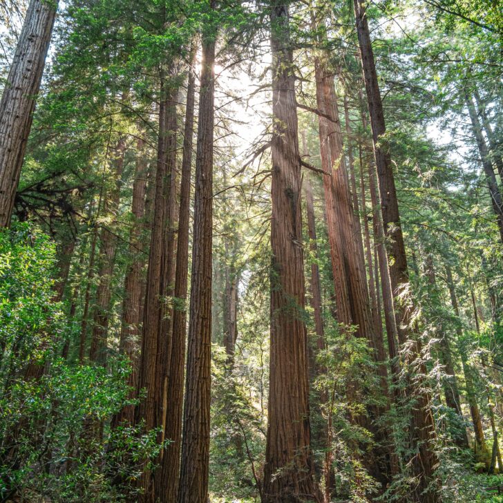 Amazing Places to See Redwoods in California: Towering Giants Await