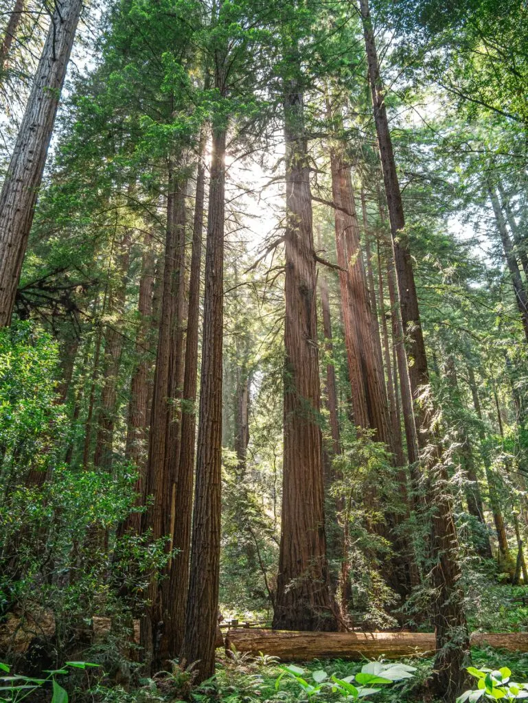 Amazing Places to See Redwoods in California: Towering Giants Await