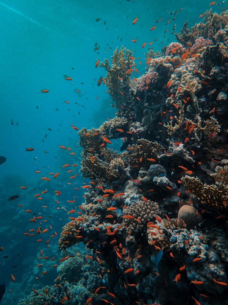 Coral Reefs in California: Surprising Underwater Treasures Along the Coast