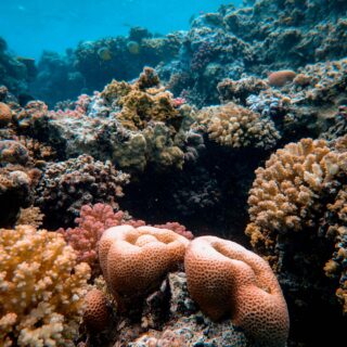 Coral Reefs in California: Surprising Underwater Treasures Along the Coast