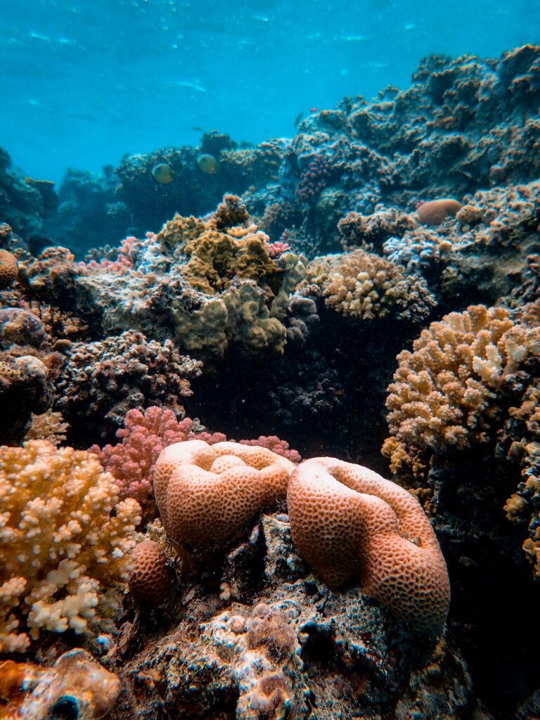 Coral Reefs in California: Surprising Underwater Treasures Along the Coast