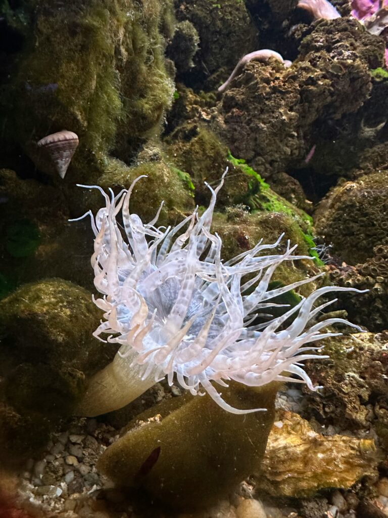 Coral Reefs in California: Surprising Underwater Treasures Along the Coast