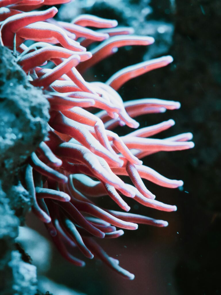 Coral Reefs in California: Surprising Underwater Treasures Along the Coast