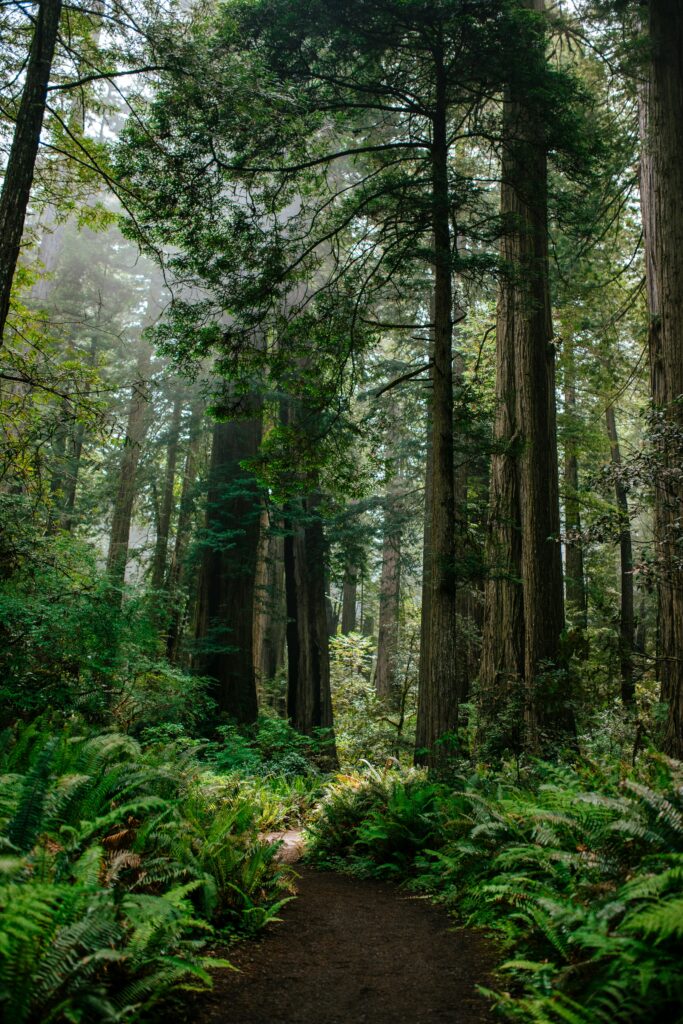 Amazing Places to See Redwoods in California: Towering Giants Await